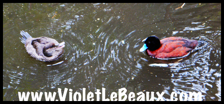 VioletLeBeaux-Melbourne-Zoo-1030319_1364 copy